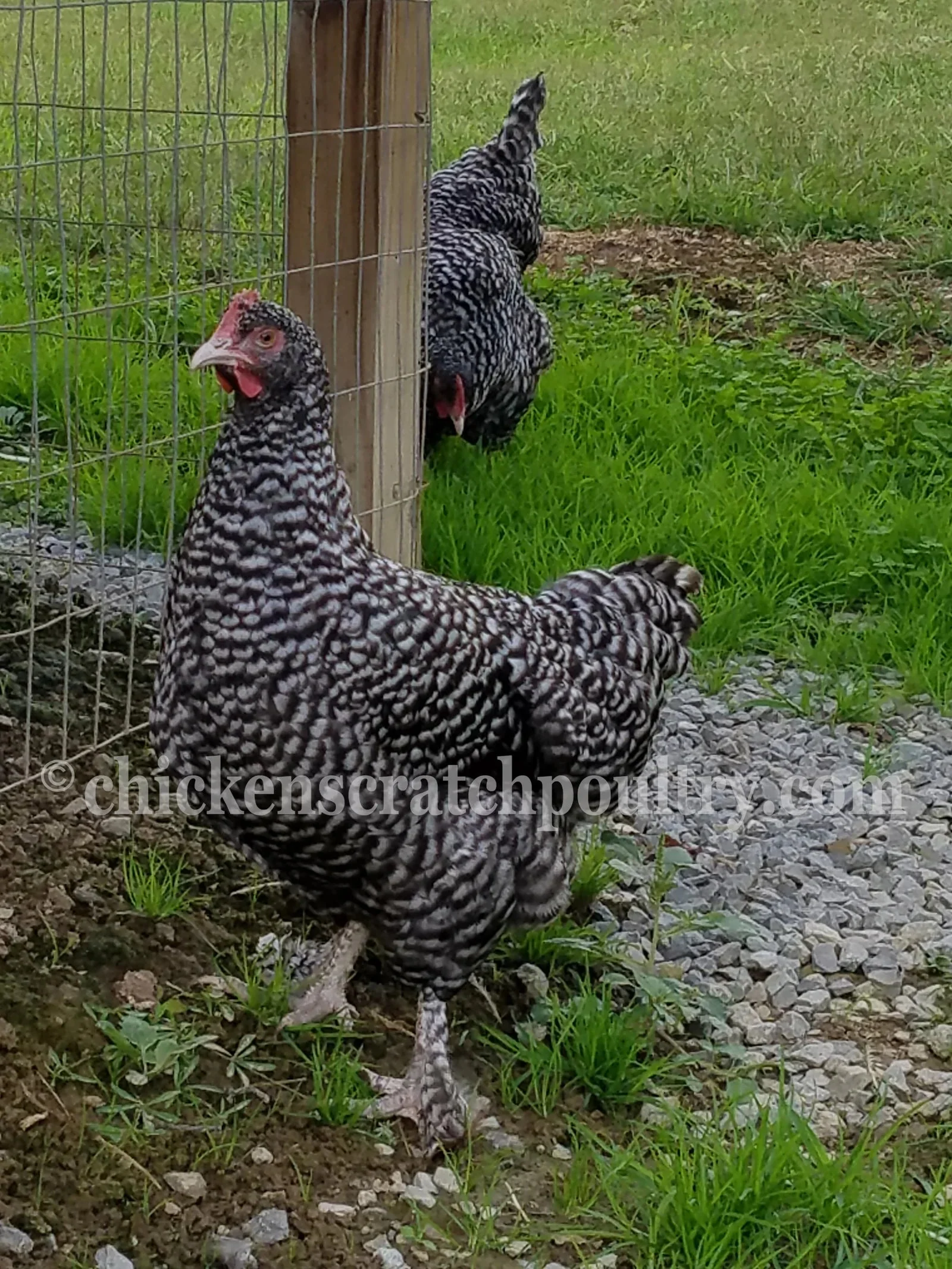 Malines Fertile Hatching Eggs - Image 5
