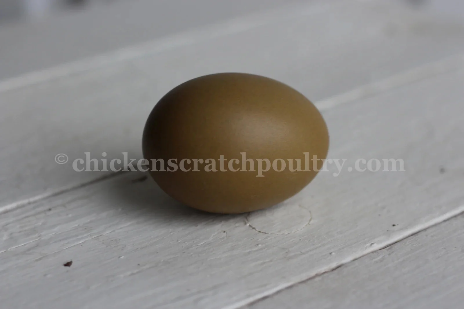 Mint Cream Bar / Green Egg Layer Fertile Hatching Eggs - Image 3