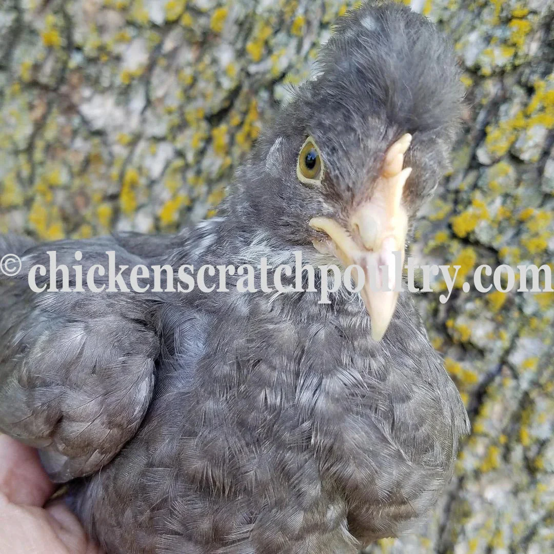 Mint Cream Bar / Green Egg Layer Fertile Hatching Eggs - Image 4