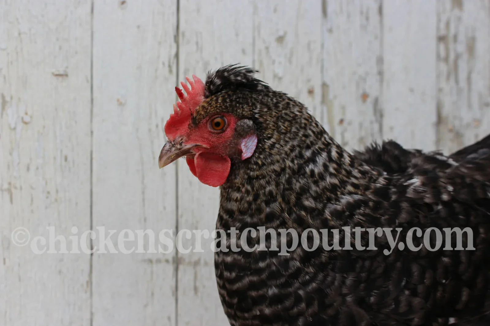 Mint Cream Bar / Green Egg Layer Started Young Pullet Hens 7 to 8 Weeks Old Ready Now - Image 7