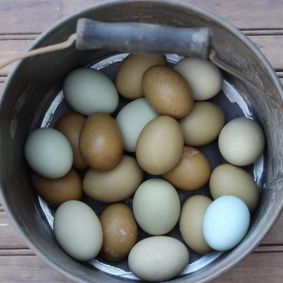 Olive Egger Started Pullet Hens "Dark Green Egg Layer" - Image 6