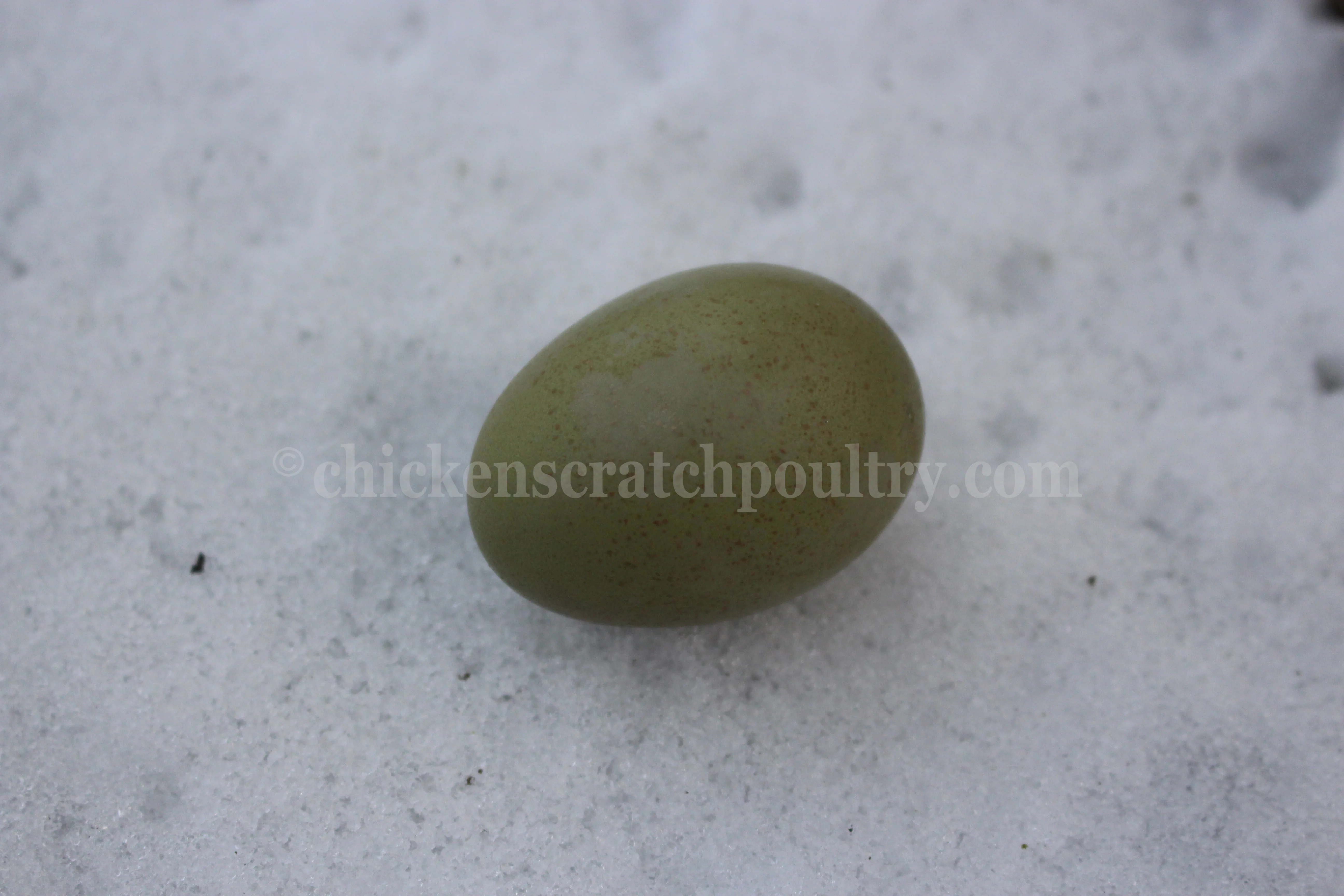 Olive Egger Started Pullet Hens "Dark Green Egg Layer" - Image 7