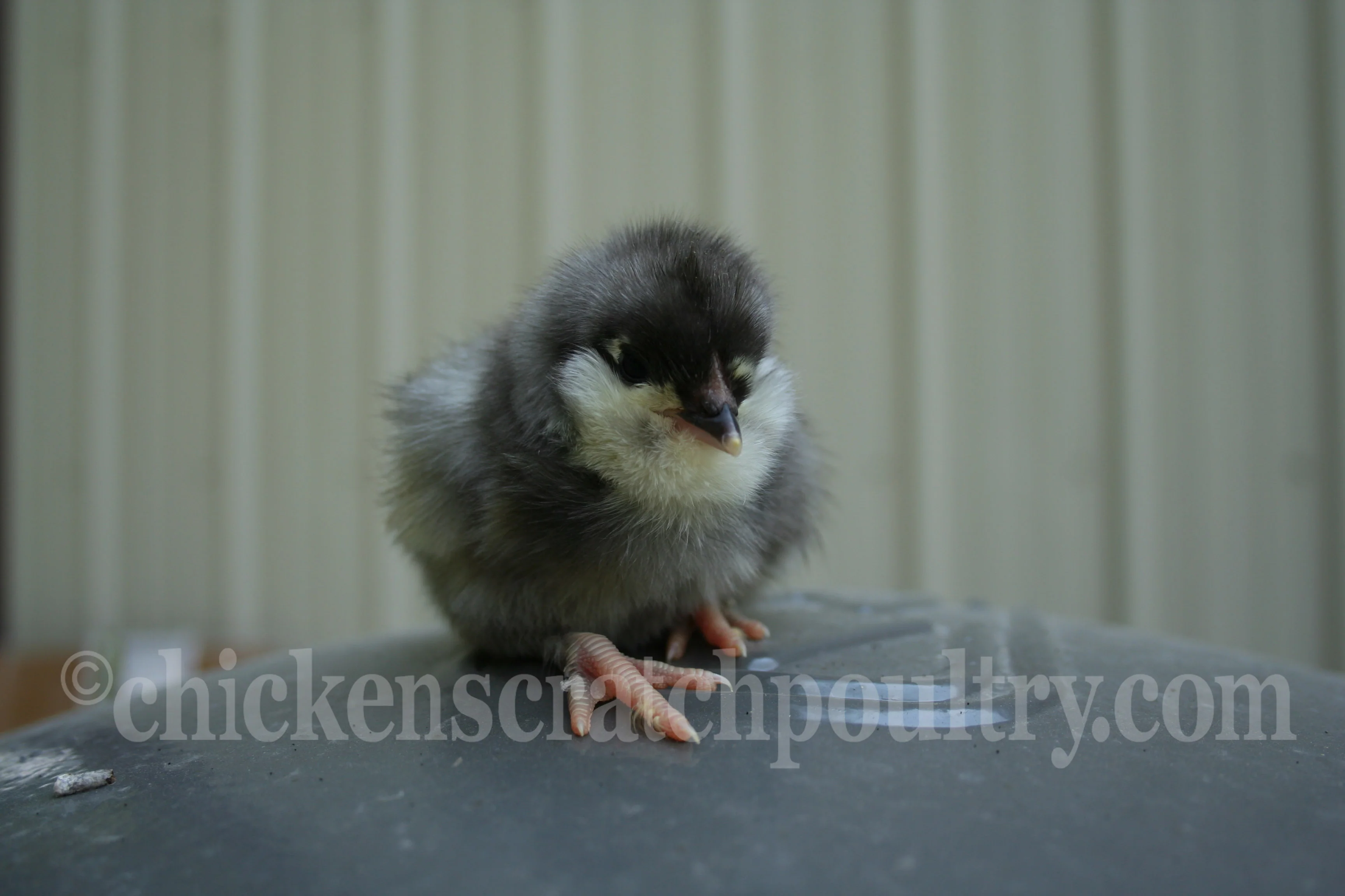 Olive Egger Started Pullet Hens "Dark Green Egg Layer" - Image 8