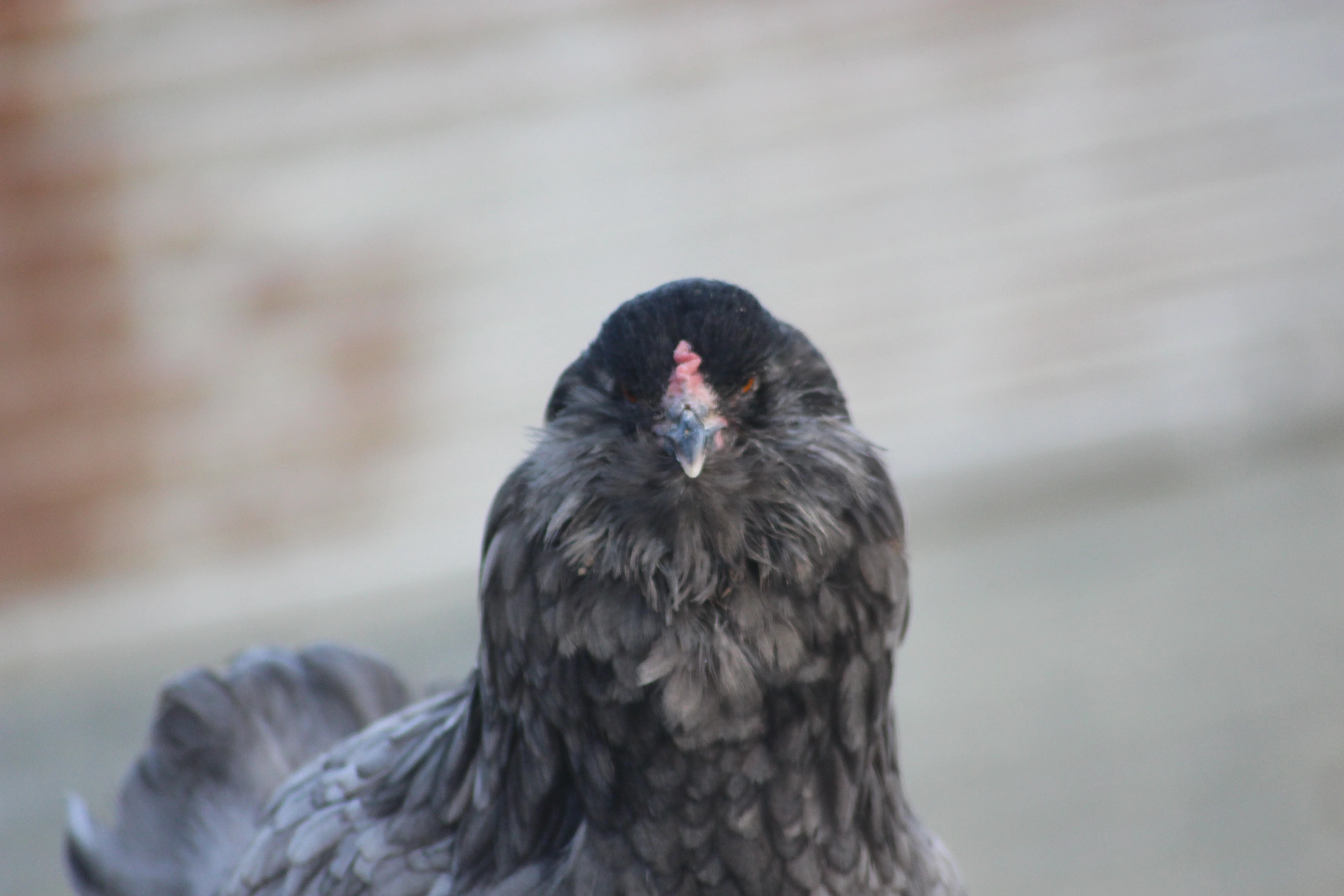 Olive Egger Started Pullet Hens "Dark Green Egg Layer" - Image 9