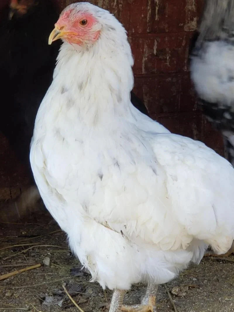 Rumpless Tufted Araucana Fertile Hatching Eggs - Image 5