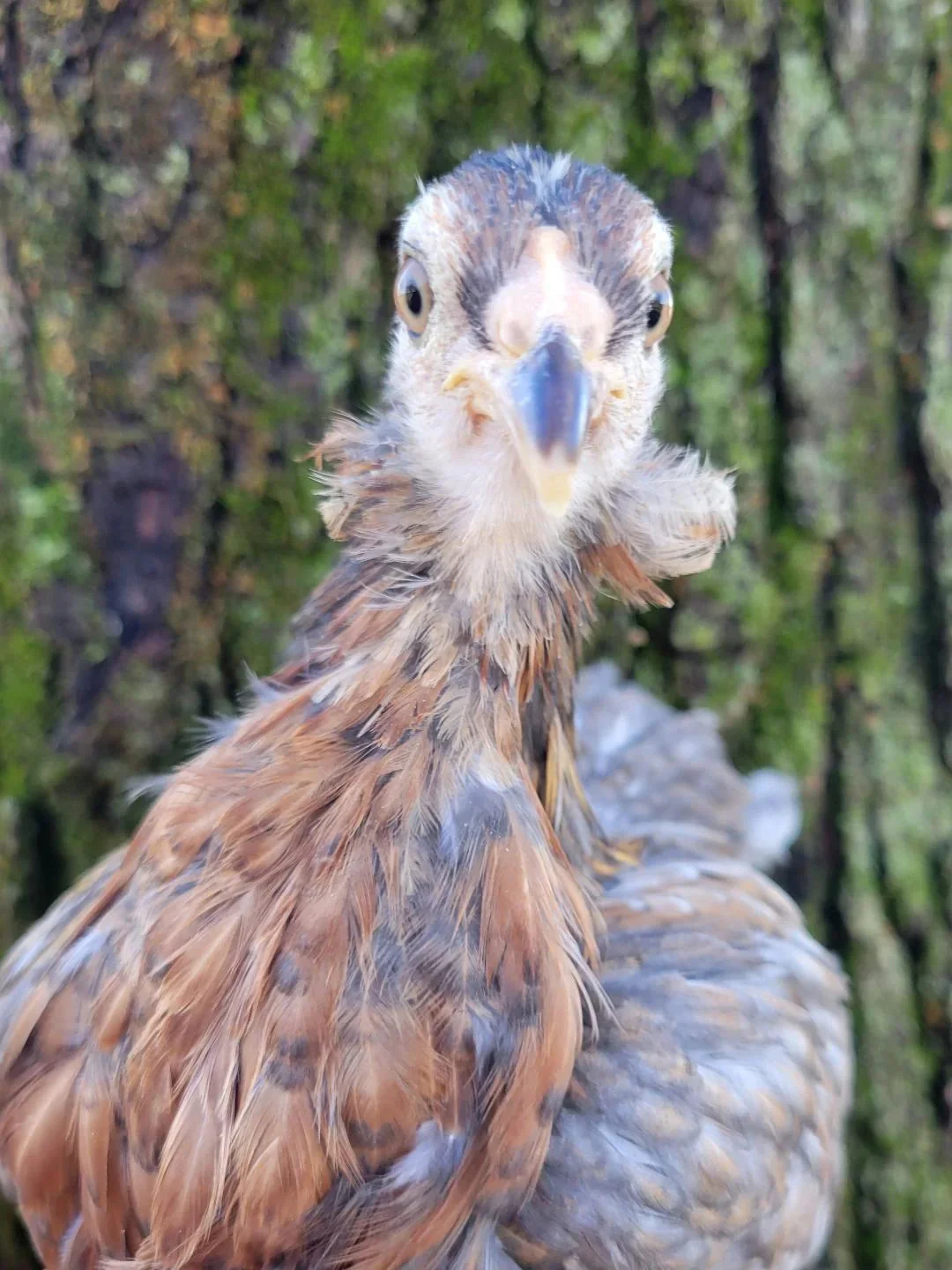 Rumpless Tufted Araucana Fertile Hatching Eggs - Image 6