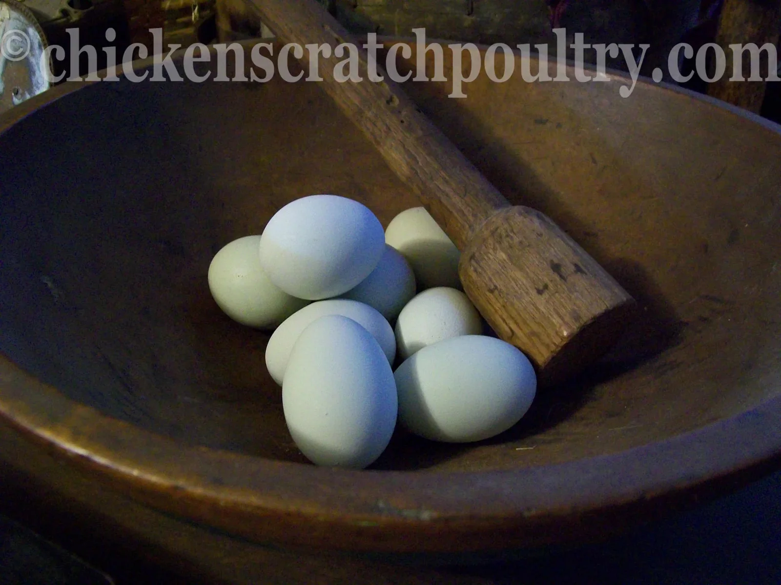 Rumpless Tufted Araucana Fertile Hatching Eggs - Image 7