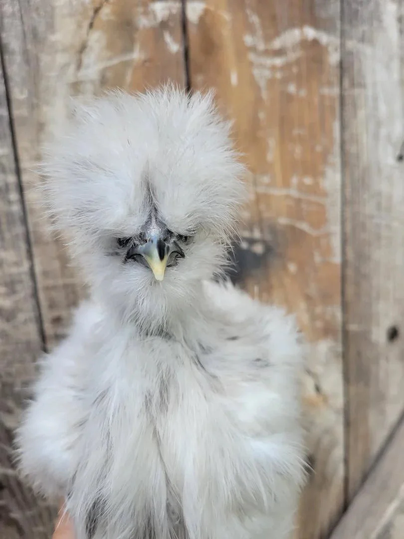 Silkie Bearded Crested Started Young Pullet Hens - Image 6