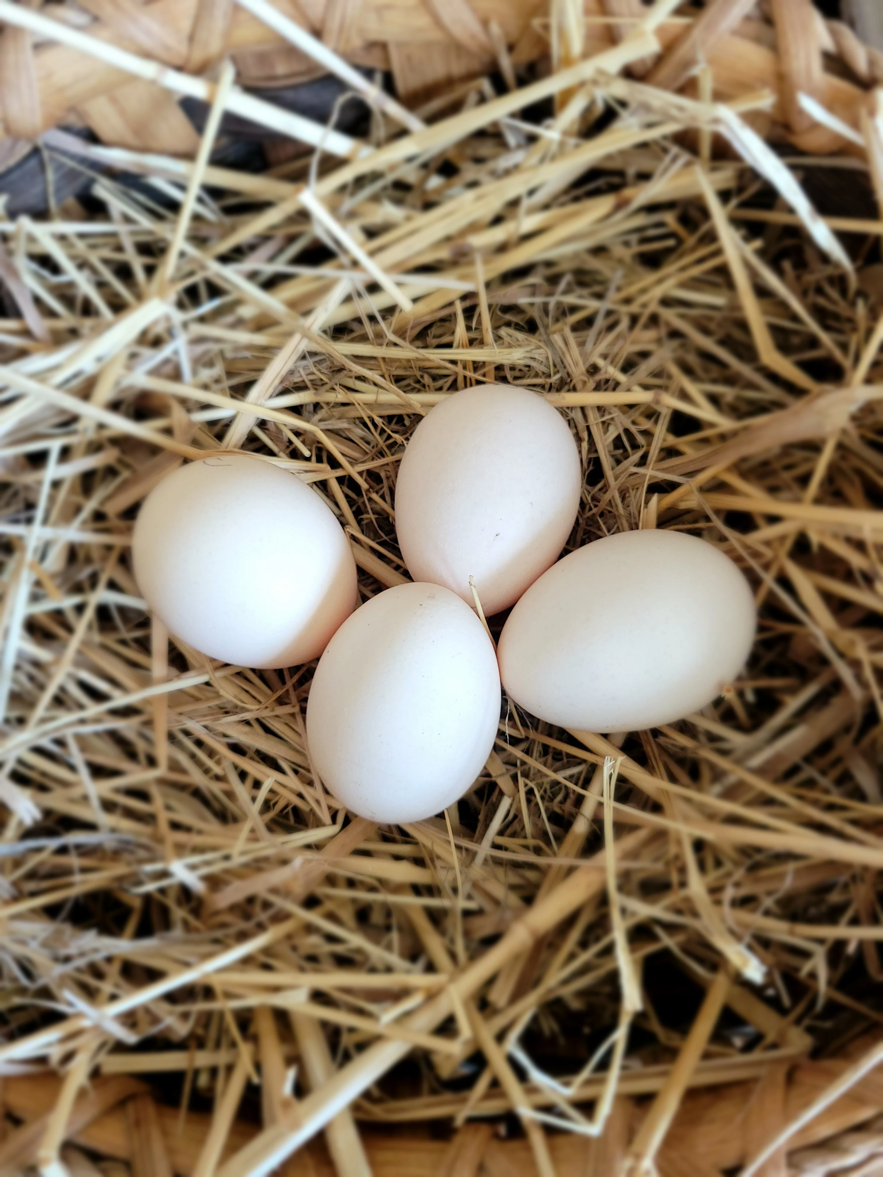 Fertile Hatching Eggs