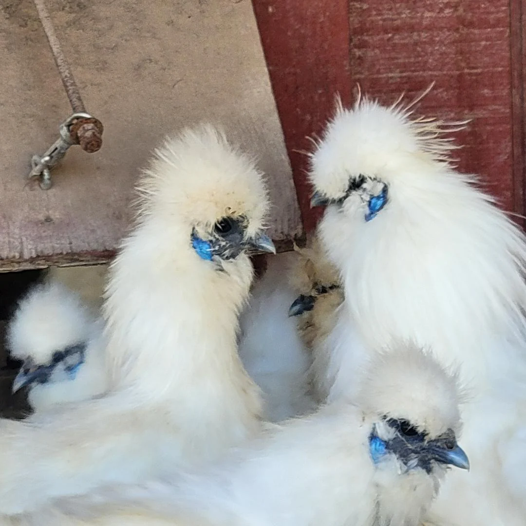 Silkie White Bearded Crested Chicks - Image 4