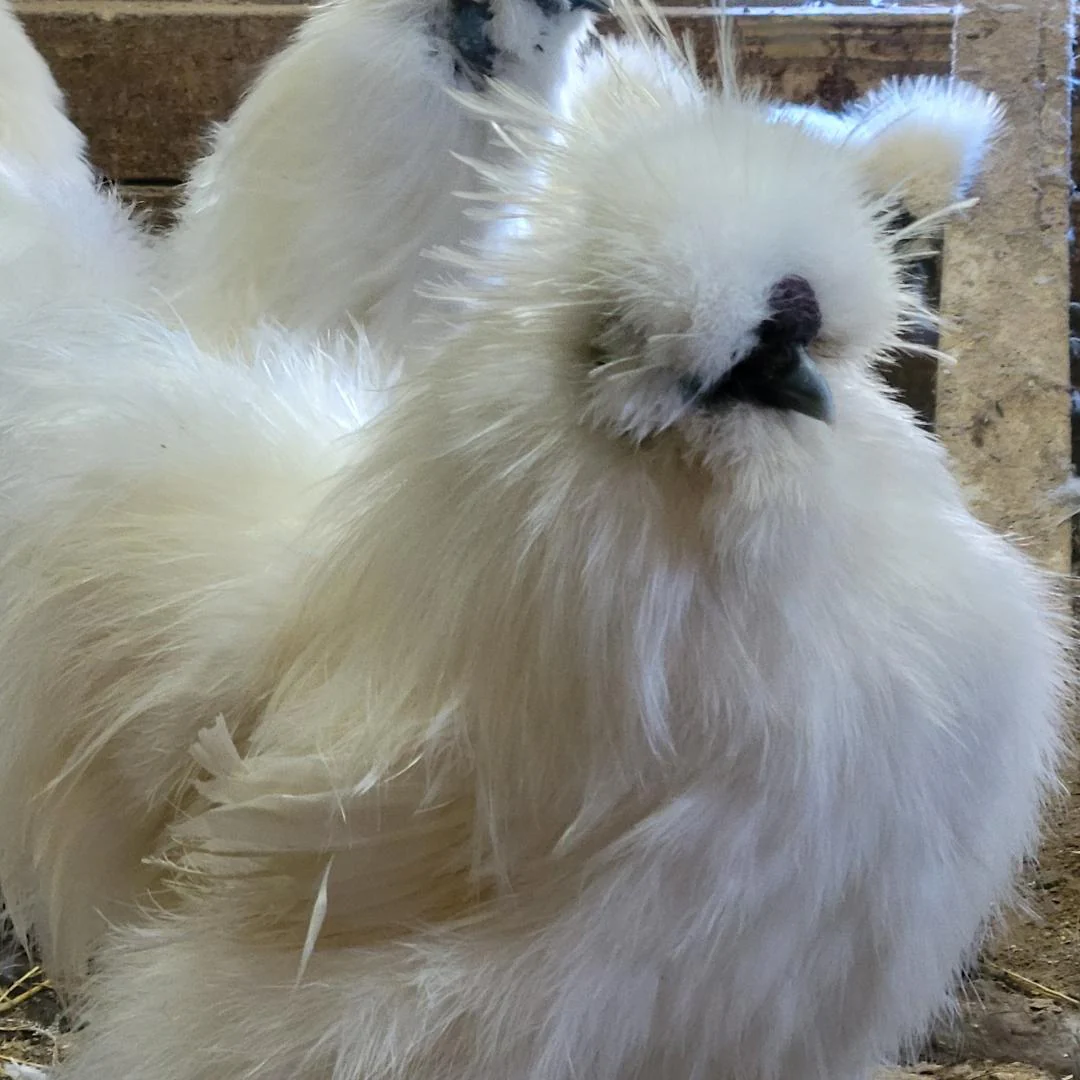 Silkie White Bearded Crested Chicks - Image 5