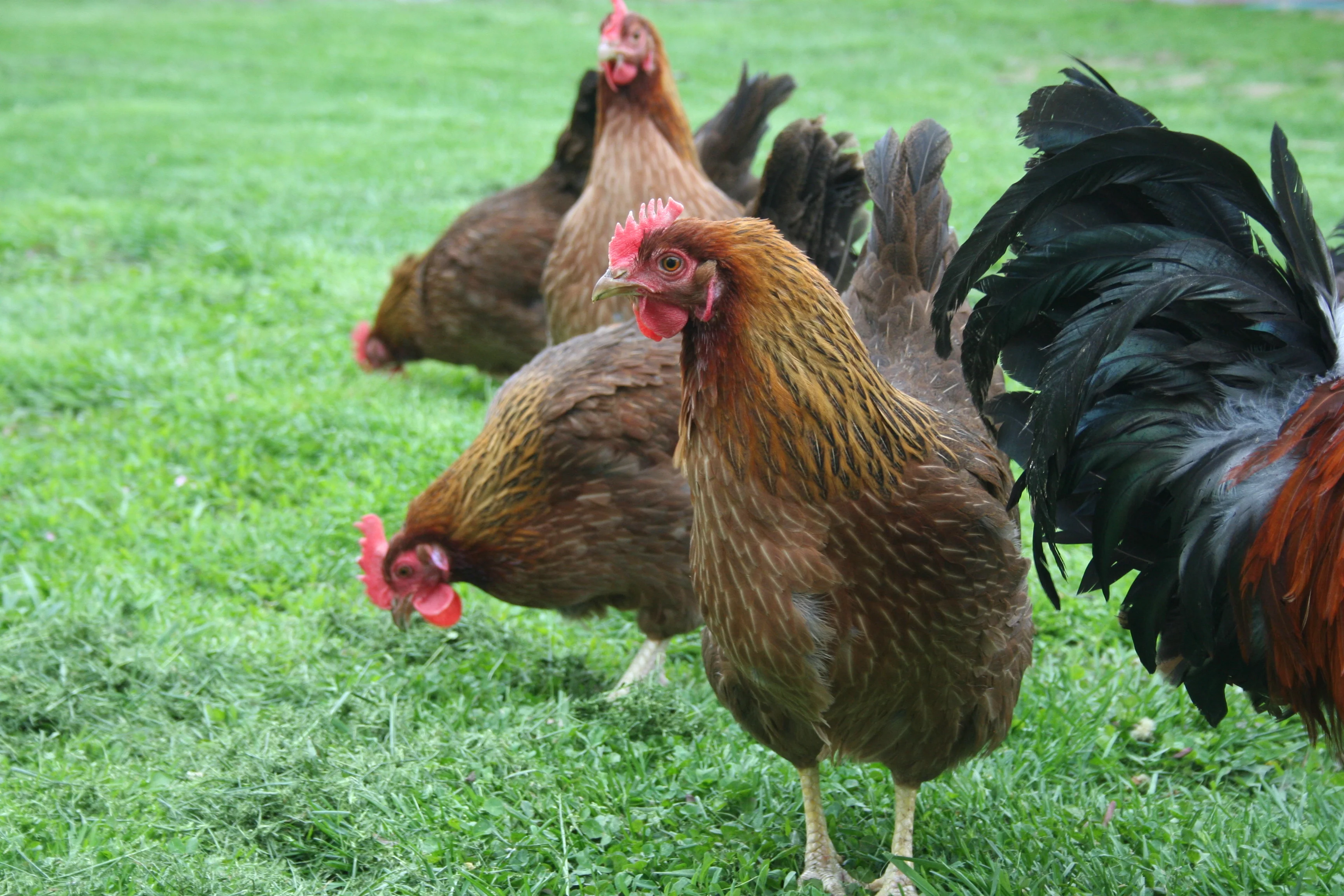 Welsummer Started Young Pullet Hens