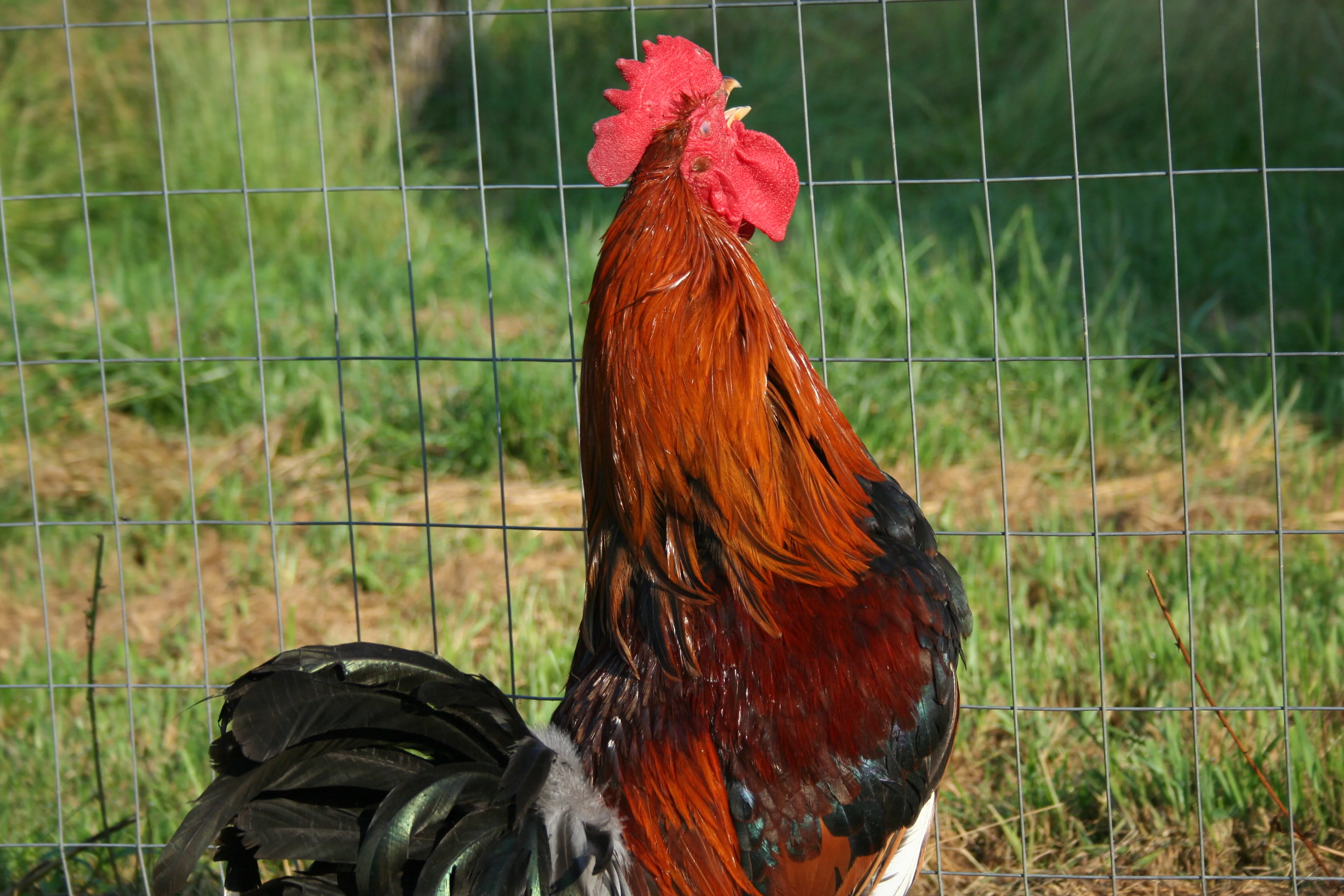 Welsummer Started Young Pullet Hens - Image 10