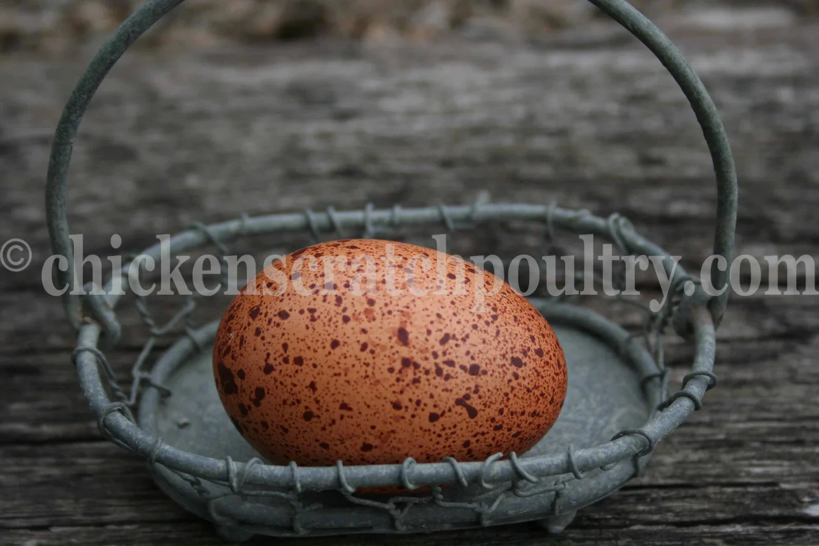 Welsummer Started Young Pullet Hens - Image 3