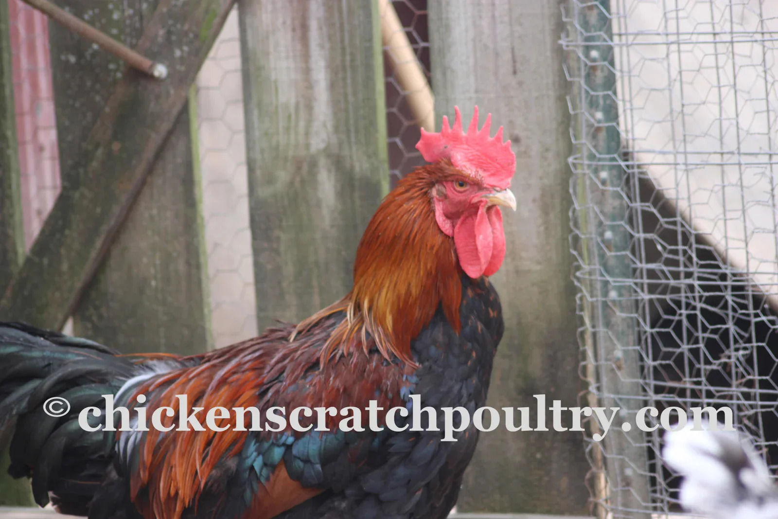 Welsummer Started Young Pullet Hens - Image 4