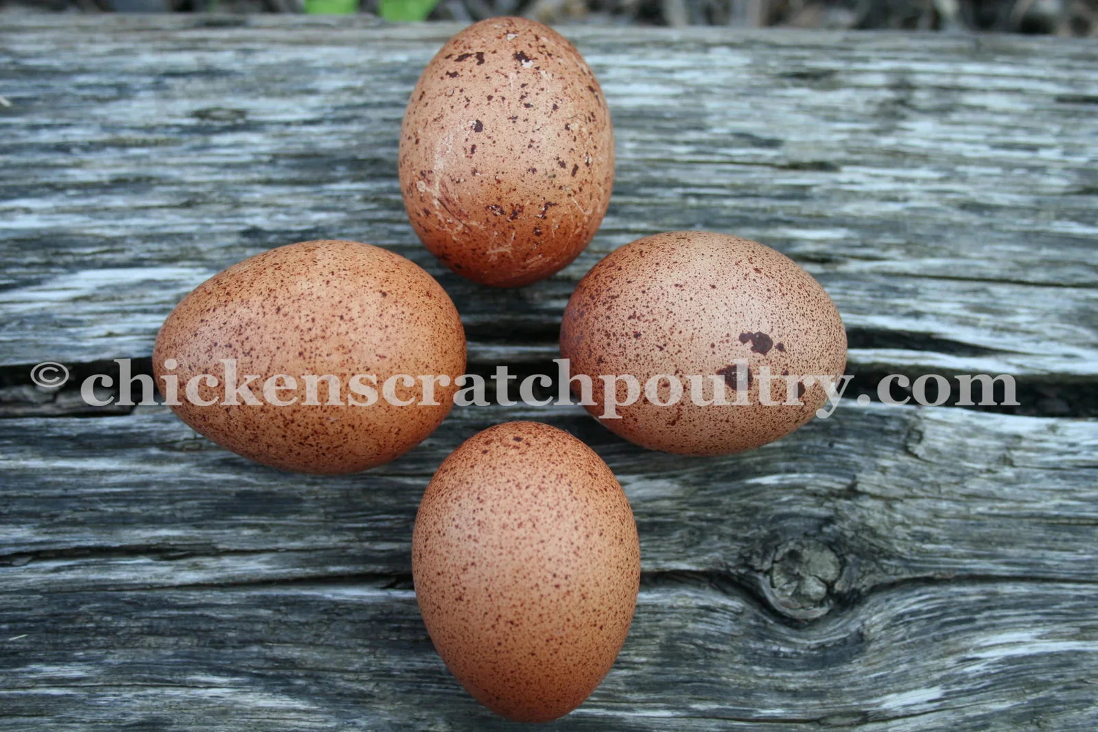 Welsummer Started Young Pullet Hens - Image 5