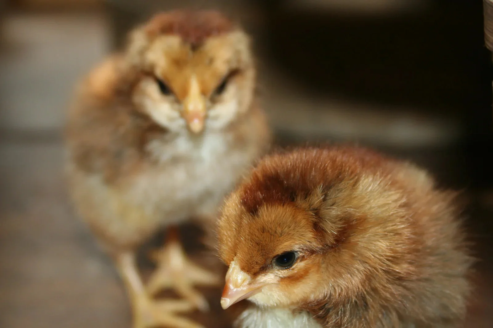 Welsummer Fertile Hatching Eggs - Image 10