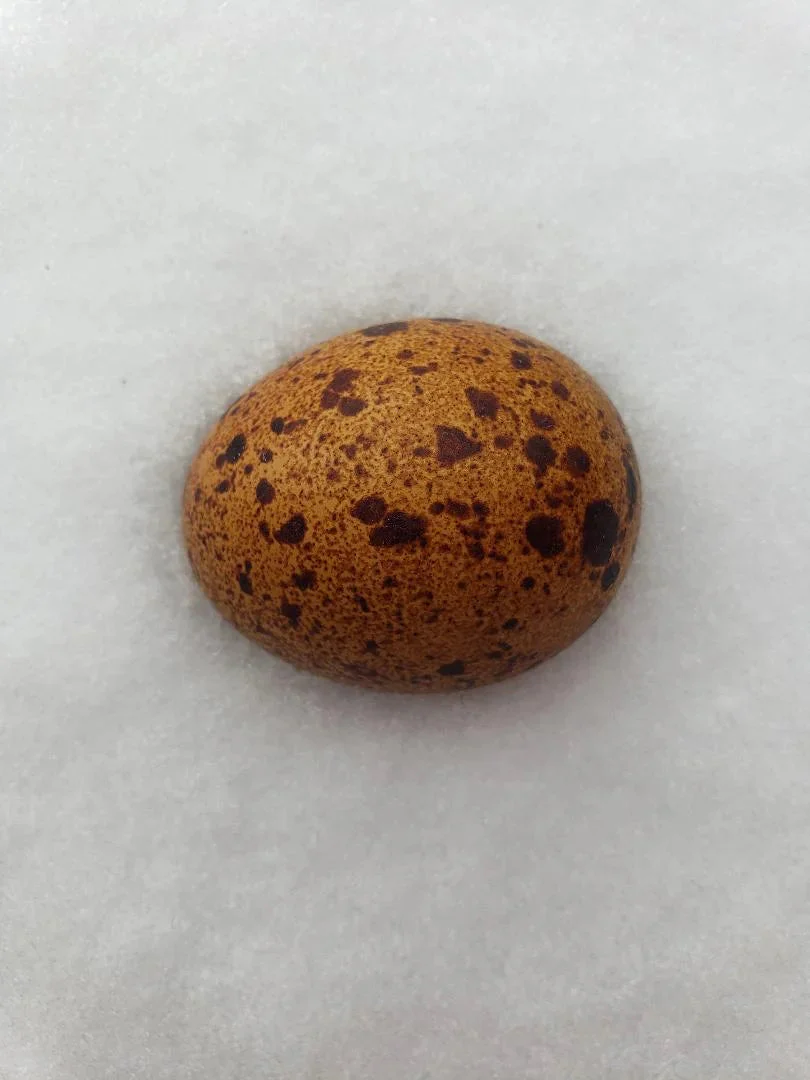 Welsummer Fertile Hatching Eggs - Image 3