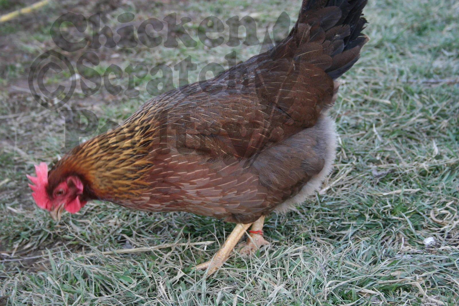 Welsummer Fertile Hatching Eggs - Image 4