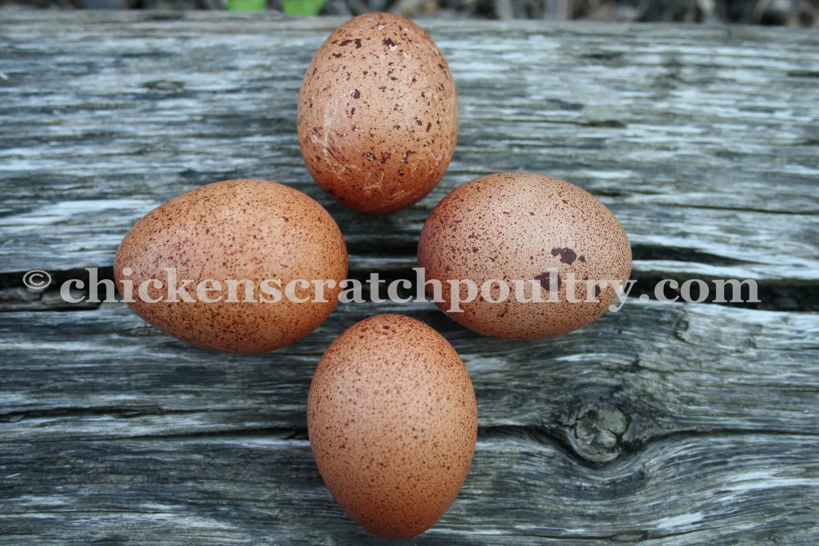 Welsummer Fertile Hatching Eggs - Image 7
