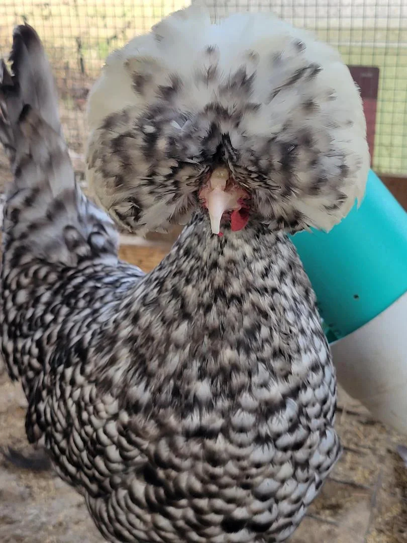 White Crested Cuckoo Polish Started Young Pullet Hens