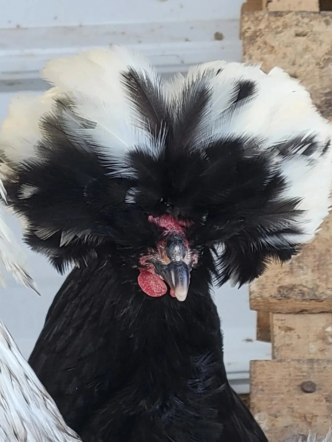 White Crested Cuckoo Polish Started Young Pullet Hens - Image 3