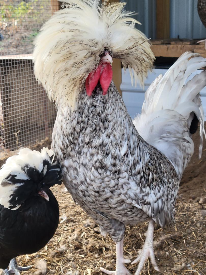 White Crested Cuckoo Polish Started Young Pullet Hens - Image 5