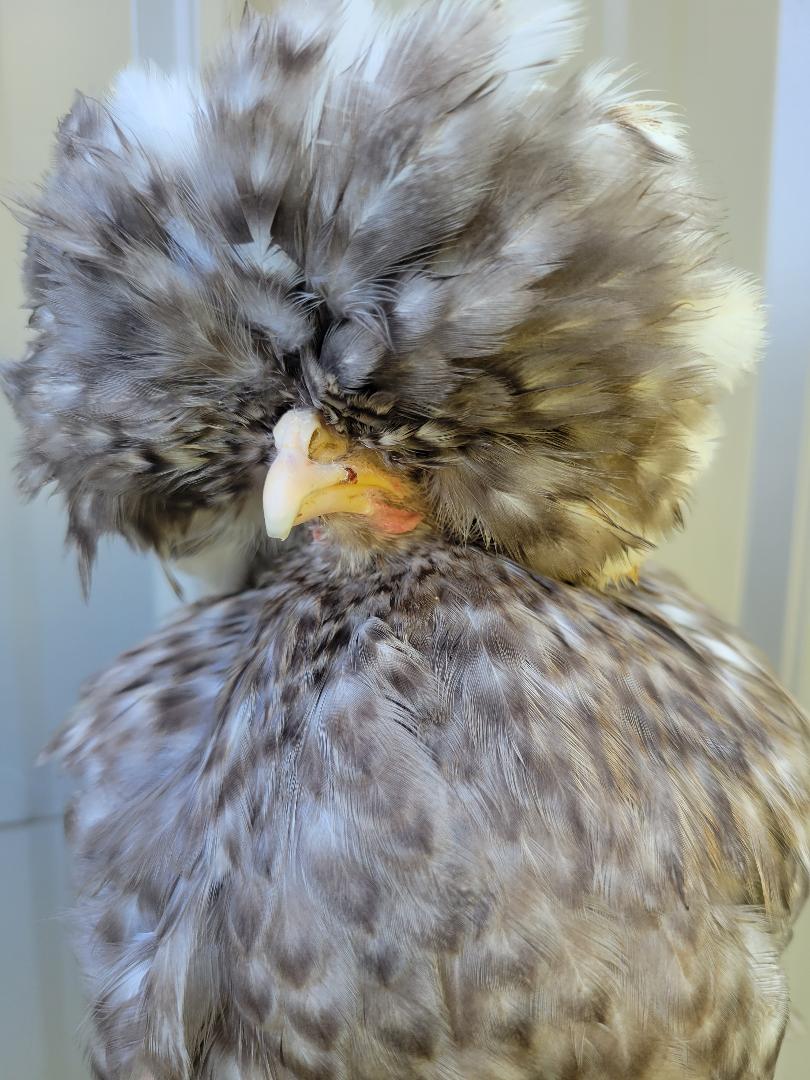 White Crested Cuckoo Polish Fertile Hatching Eggs - Image 4