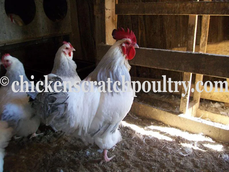 Coronation Sussex Chicks - Image 3