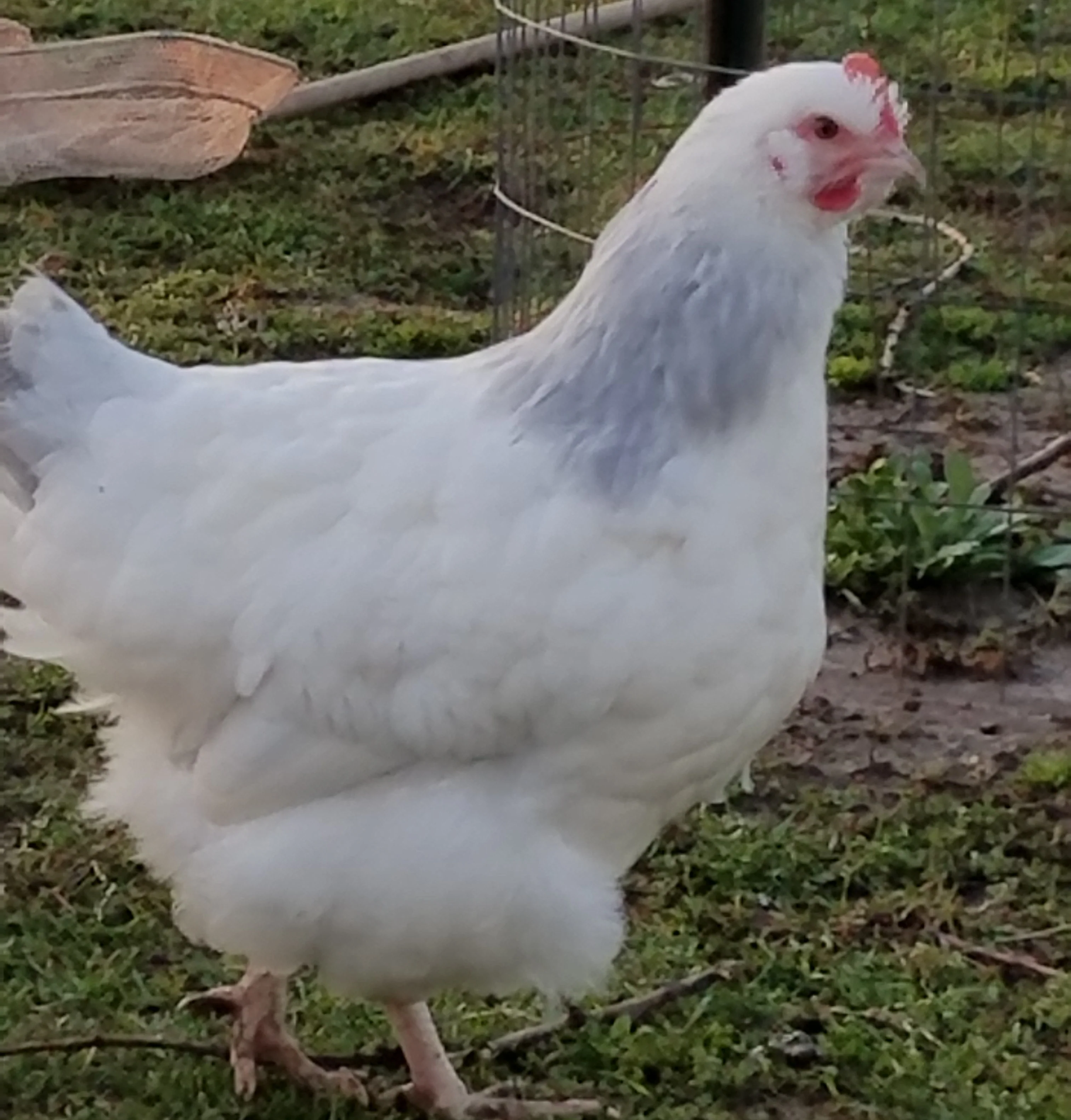 Coronation Sussex Chicks - Image 8