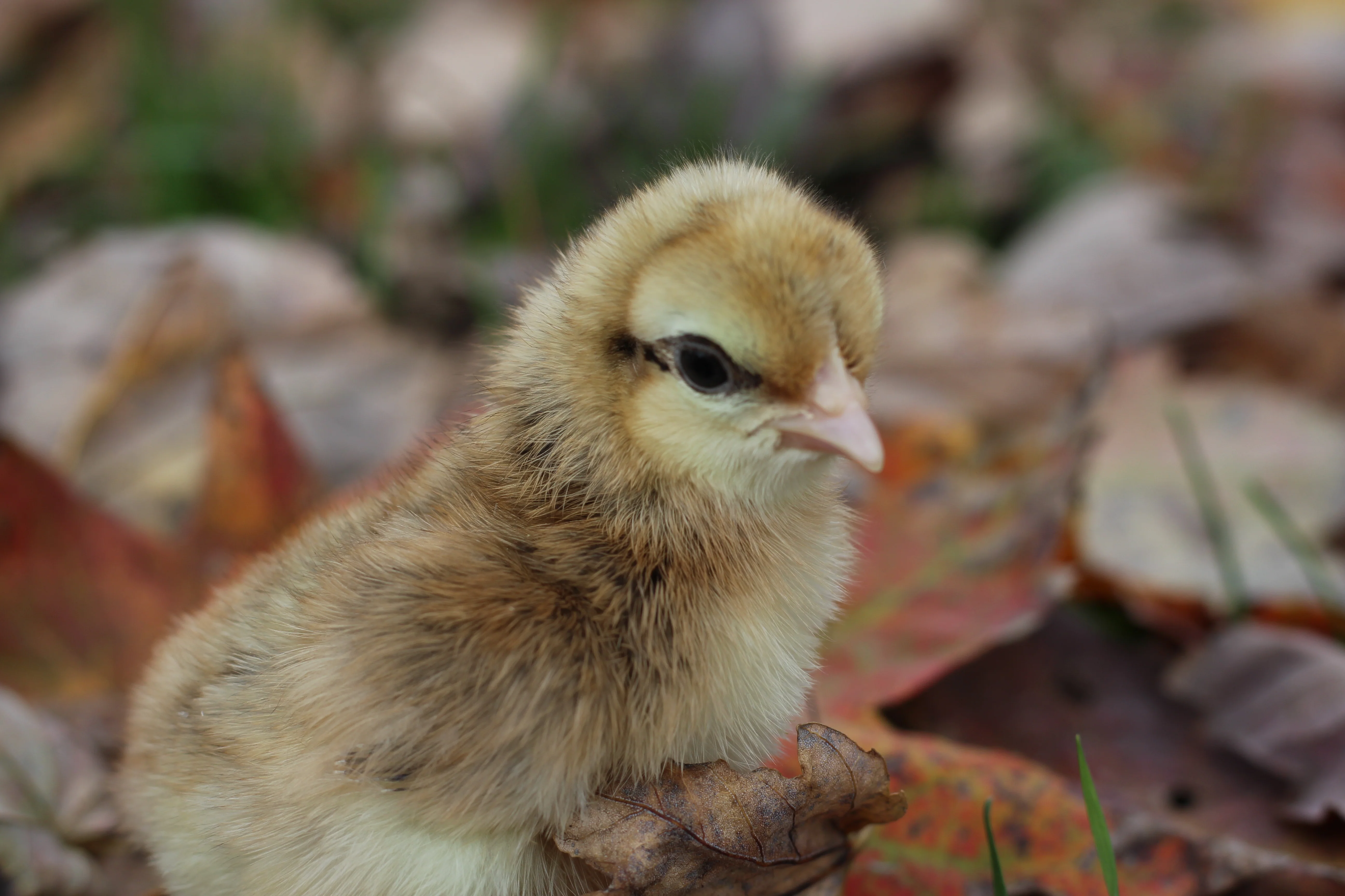 Crested Cream Legbar Chicks - Image 3