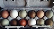 F2 Olive Egger Chicks - Image 4