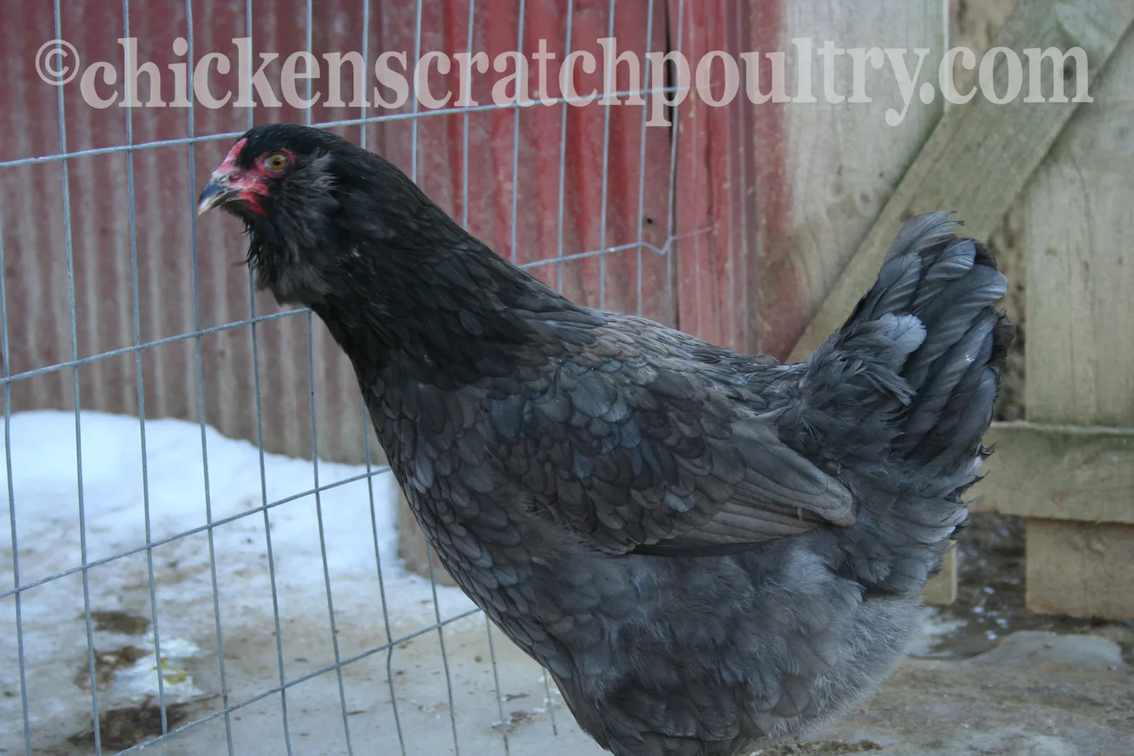 F2 Olive Egger Chicks - Image 5
