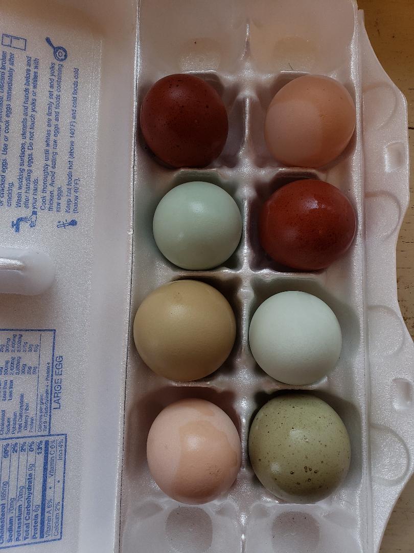 F2 Olive Egger Chicks - Image 8