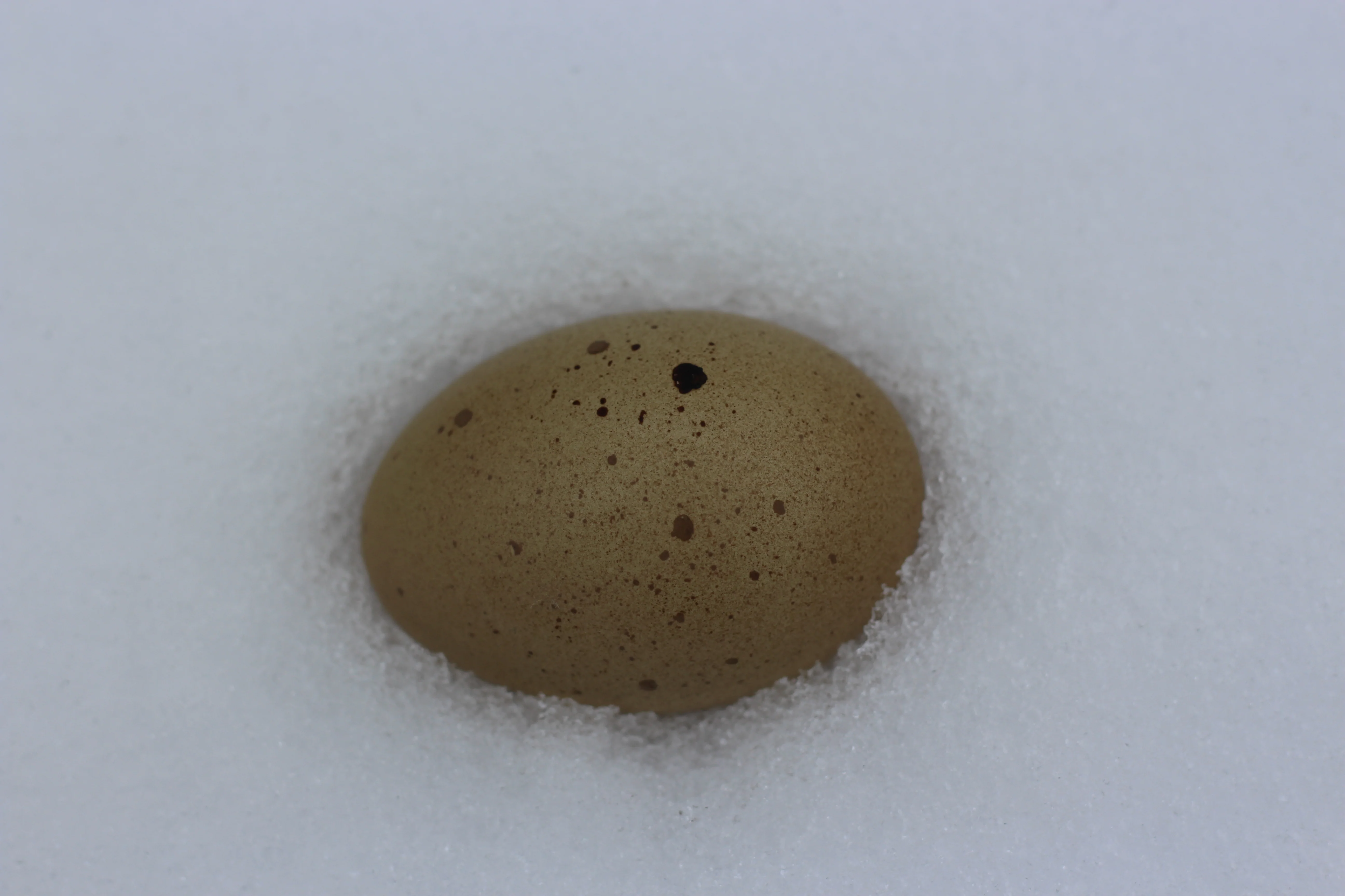 F2 Olive Egger Chicks - Image 9