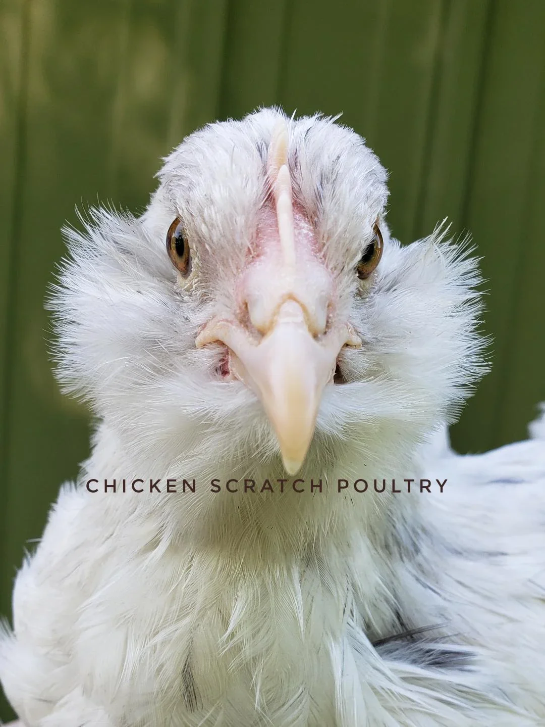 F2 Olive Egger Started Young Pullet Hens 7 to 8 Weeks Old Ready Now - Image 2