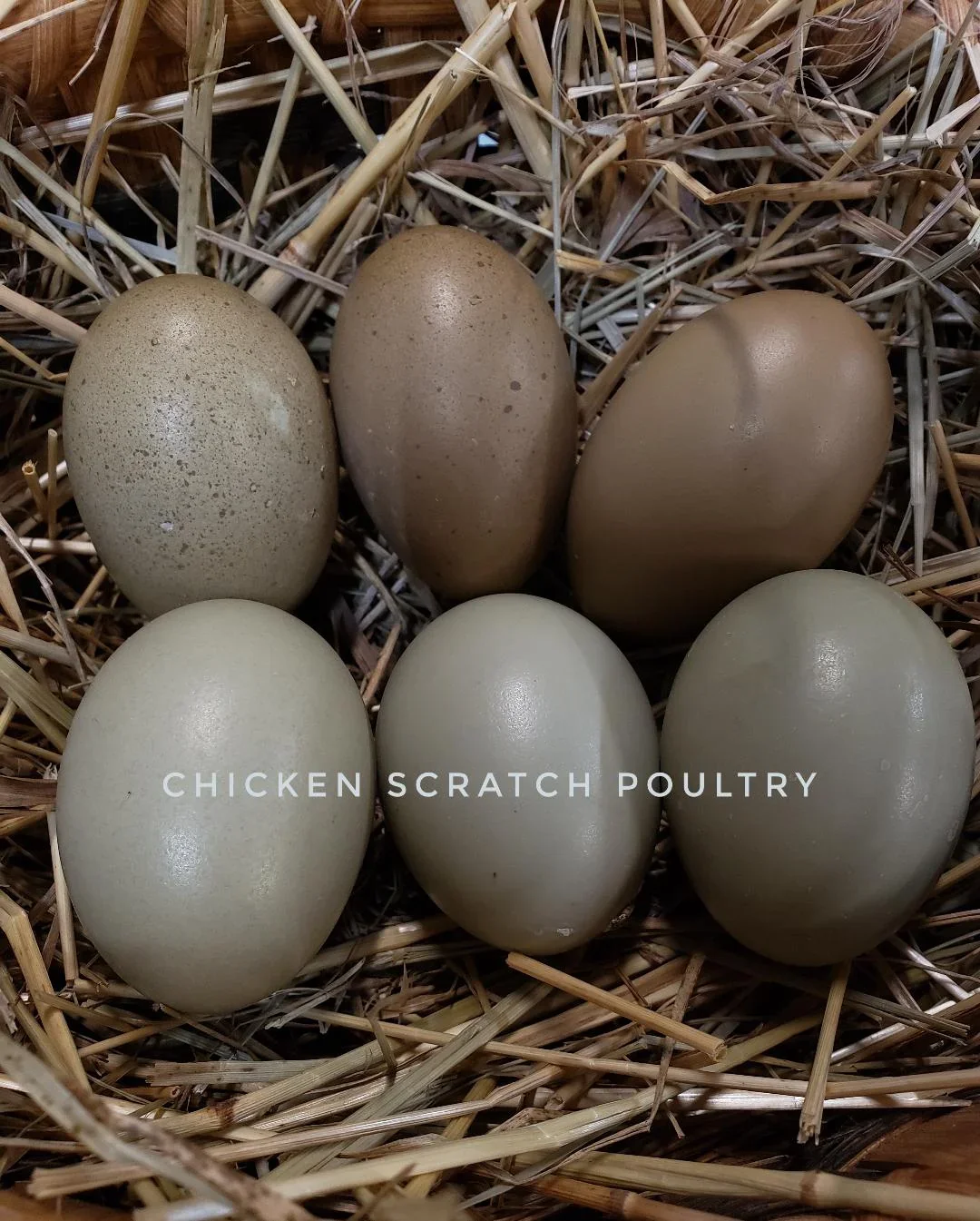 F2 Olive Egger Started Young Pullet Hens 7 to 8 Weeks Old Ready Now - Image 4
