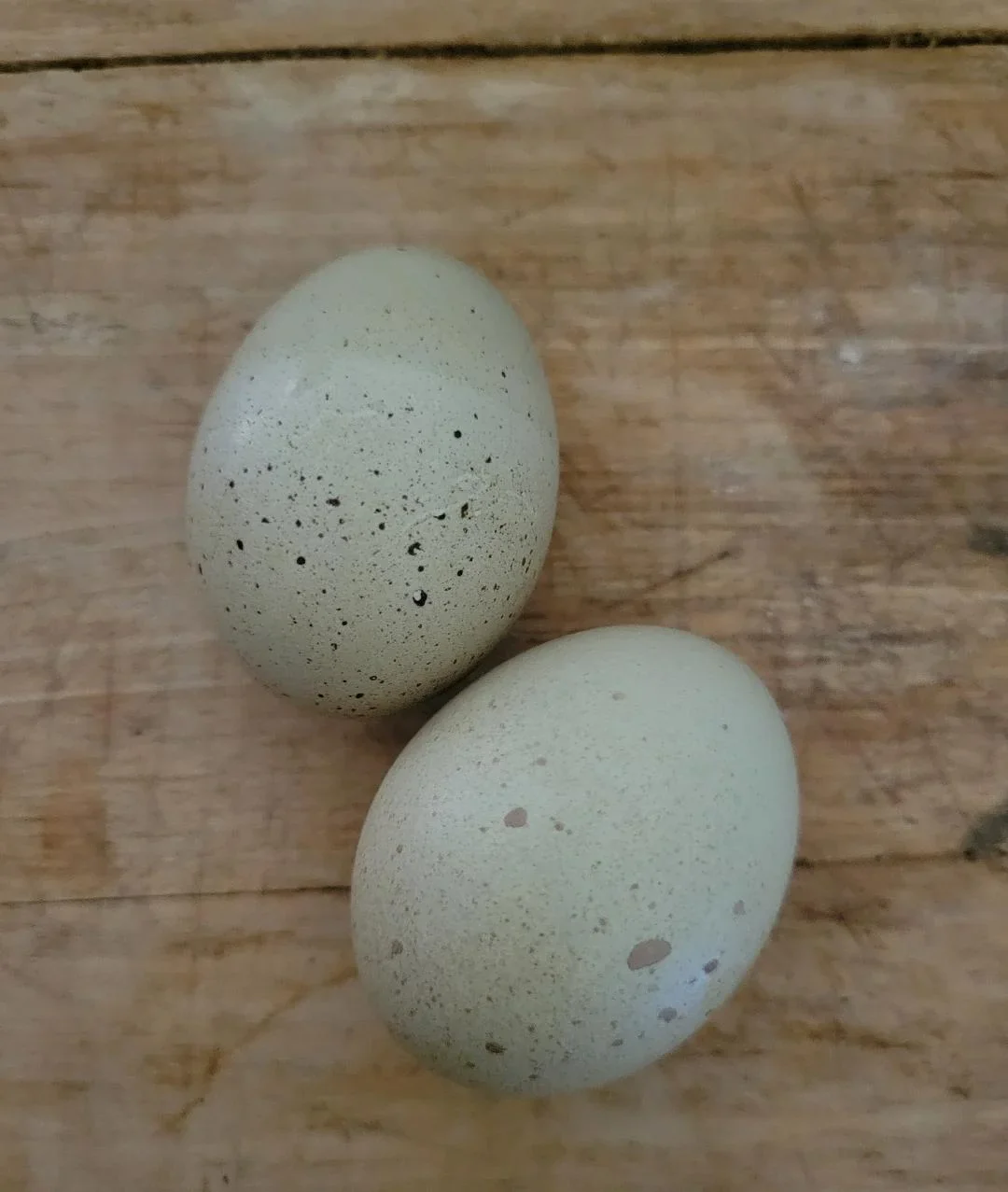 F2 Olive Egger Started Young Pullet Hens 7 to 8 Weeks Old Ready Now - Image 7