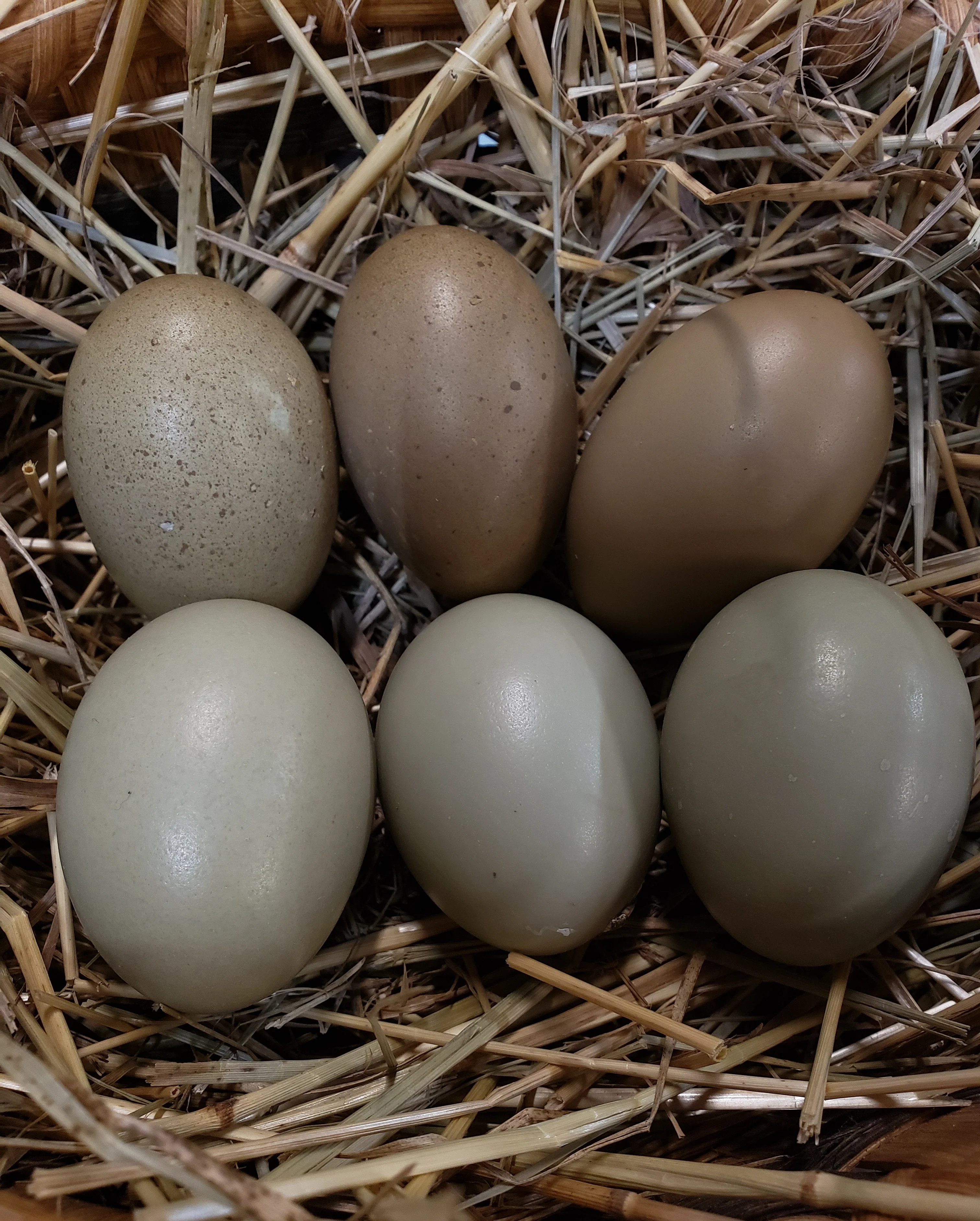 F2 Olive Egger Chicks - Image 10