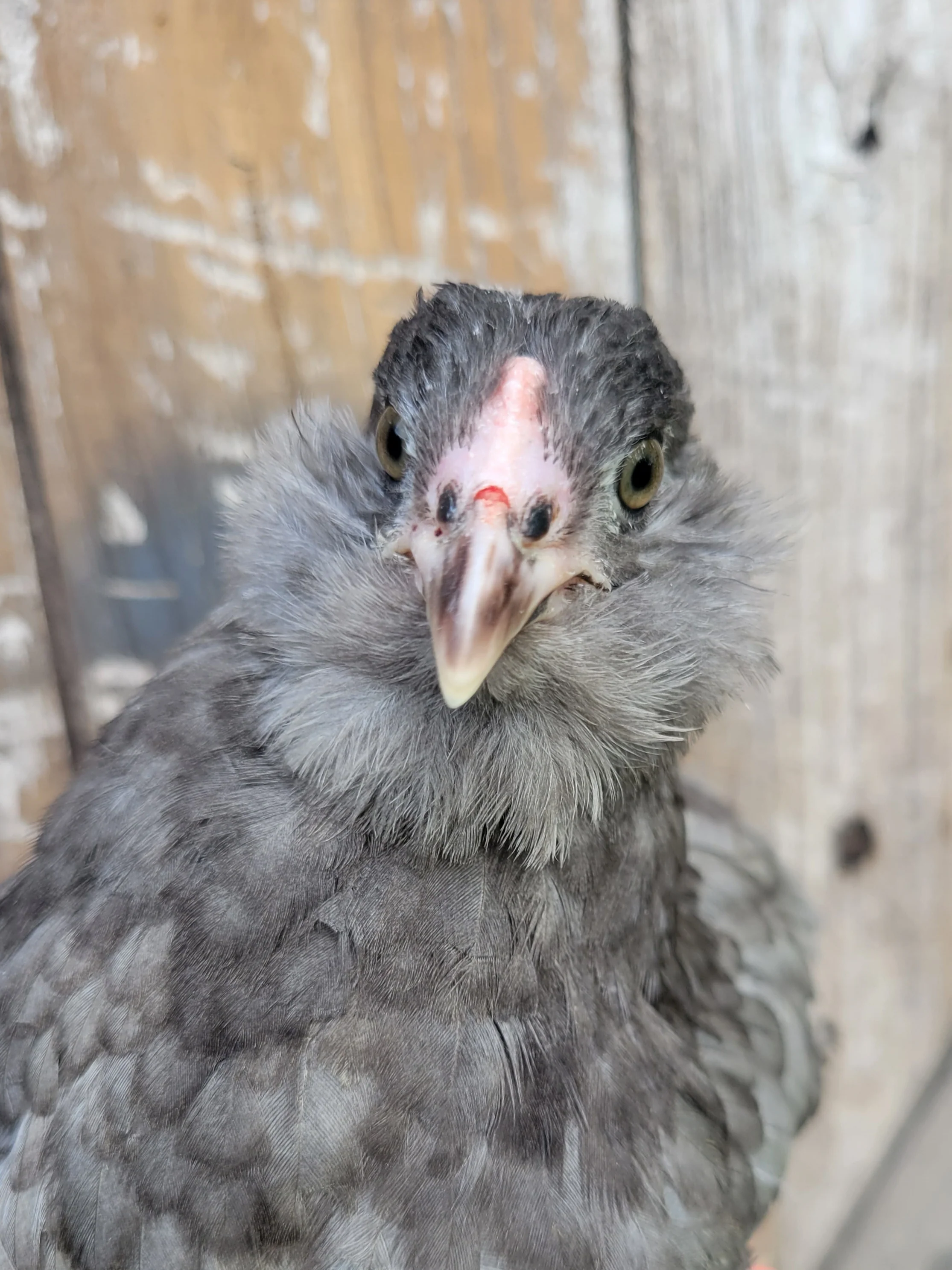 F2 Olive Egger Started Young Pullet Hens (Available Now) - Image 9