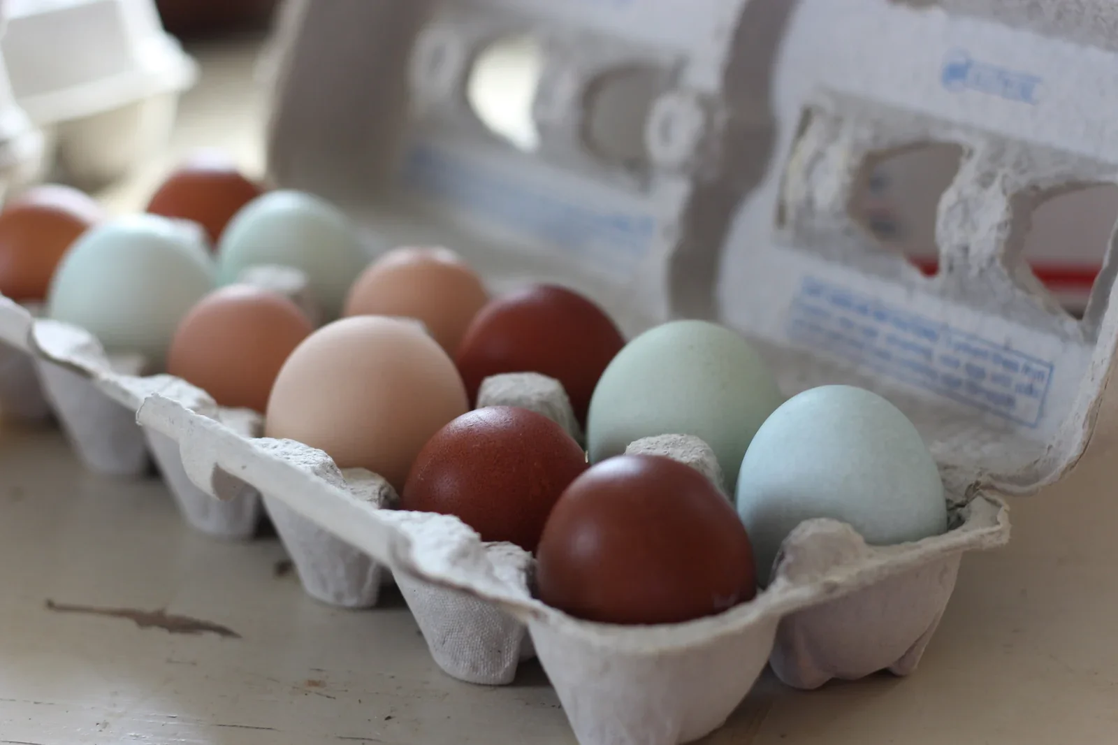 French Black Copper Marans Chicks - Image 9