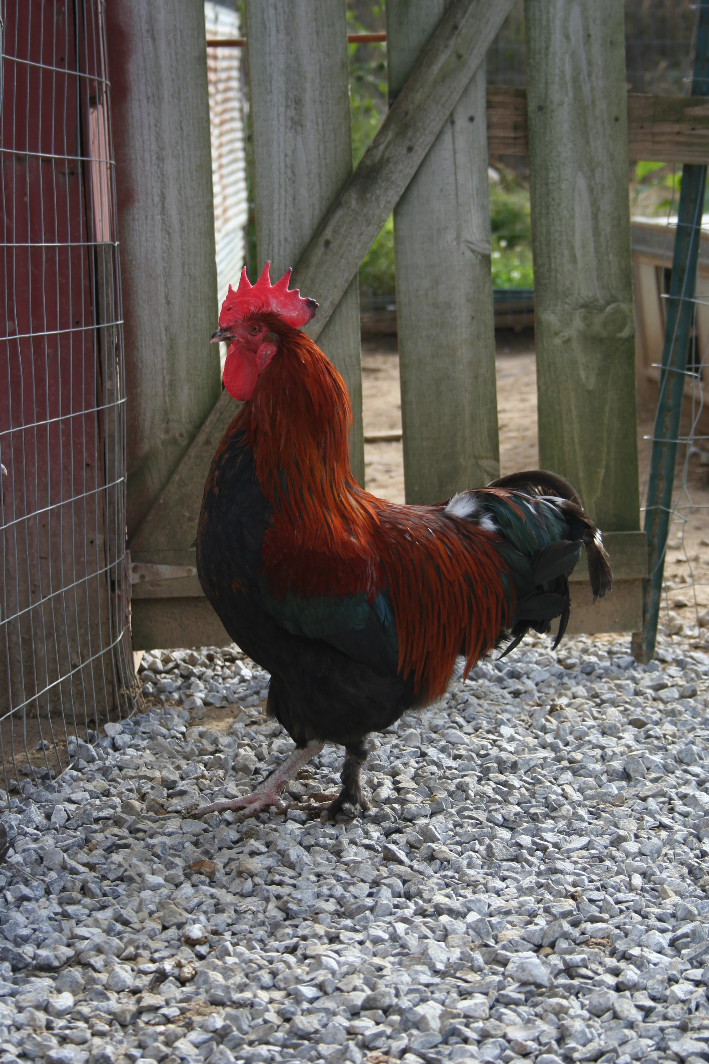 French Black Copper Marans Started Young Pullet Hens Available Now - Image 8