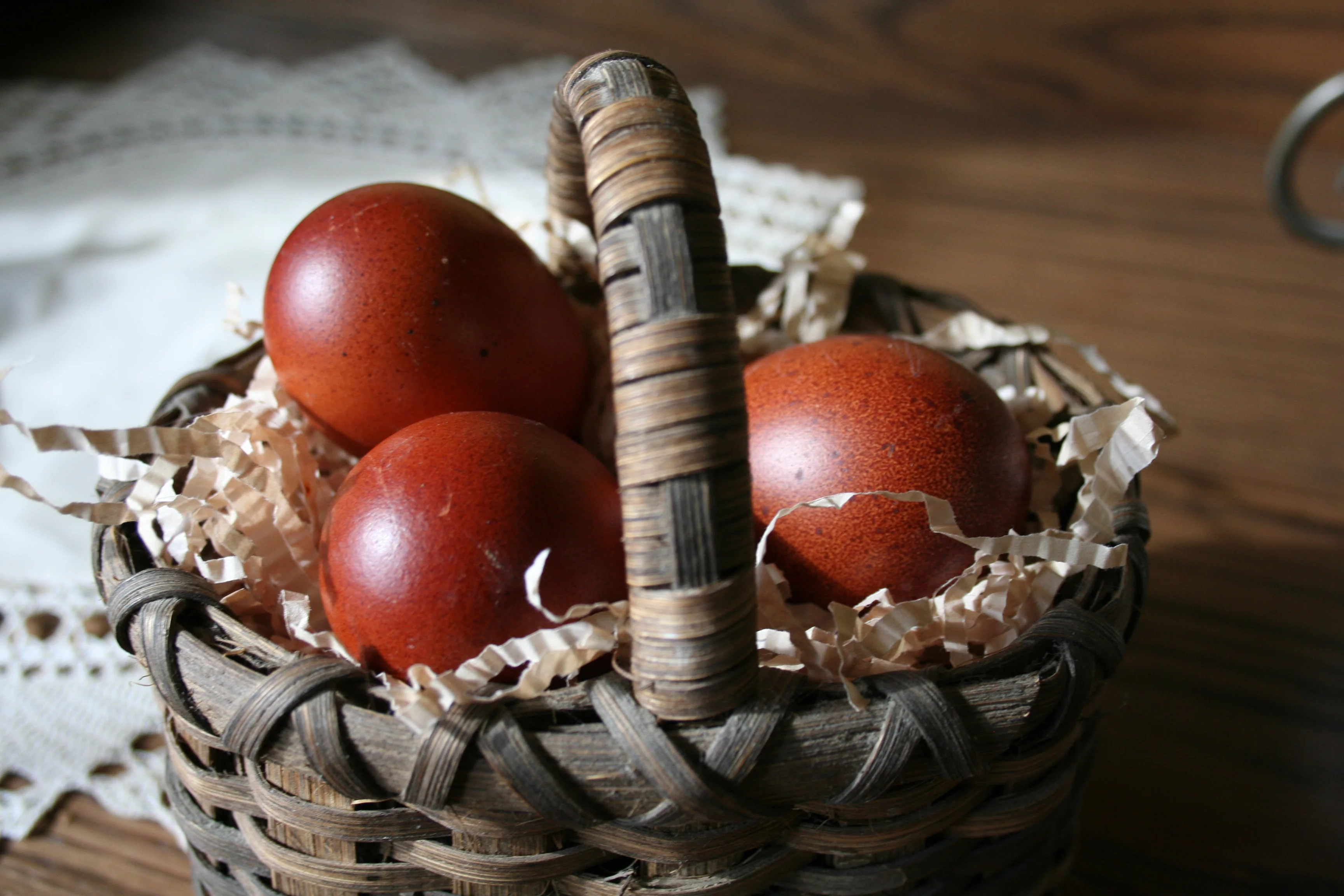 French Black Copper Marans Started Young Pullet Hens Available Now - Image 9
