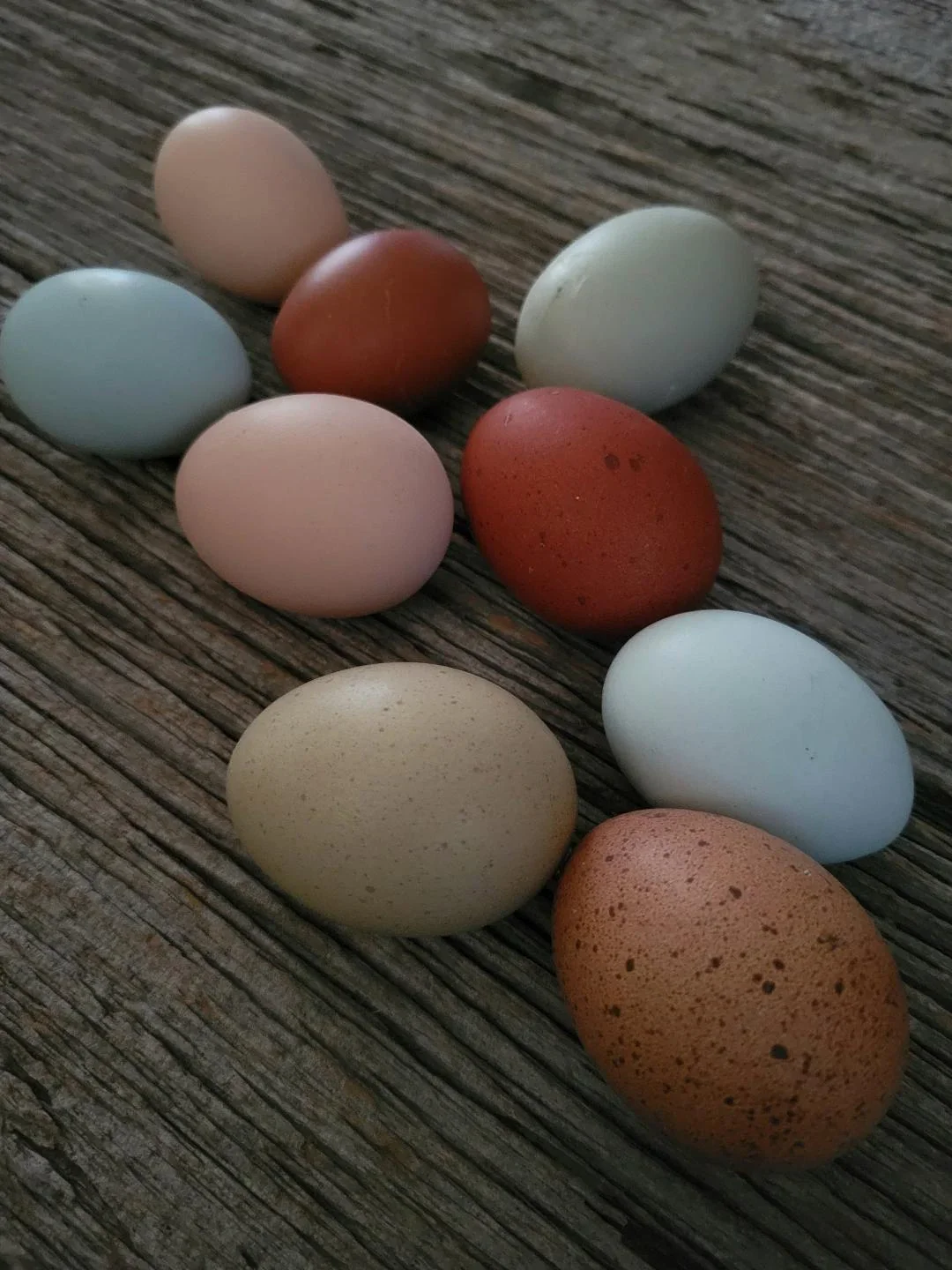 French Blue Copper Marans Chicks - Image 10