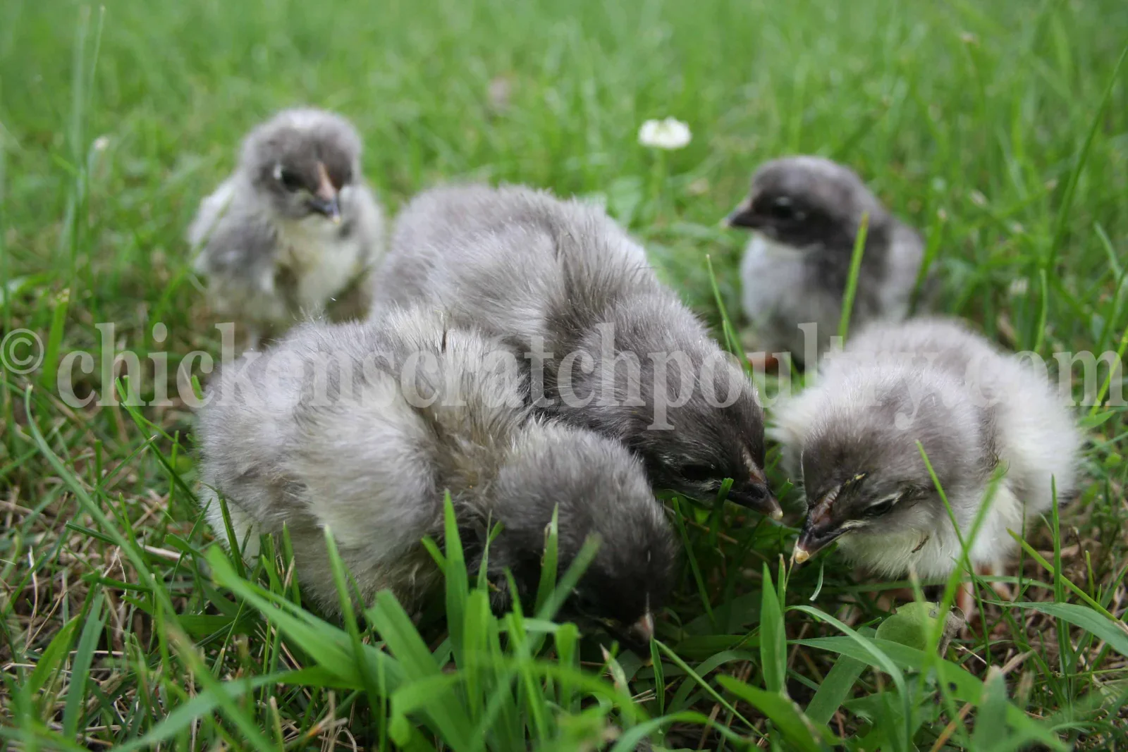 French Blue Copper Marans Chicks - Image 2