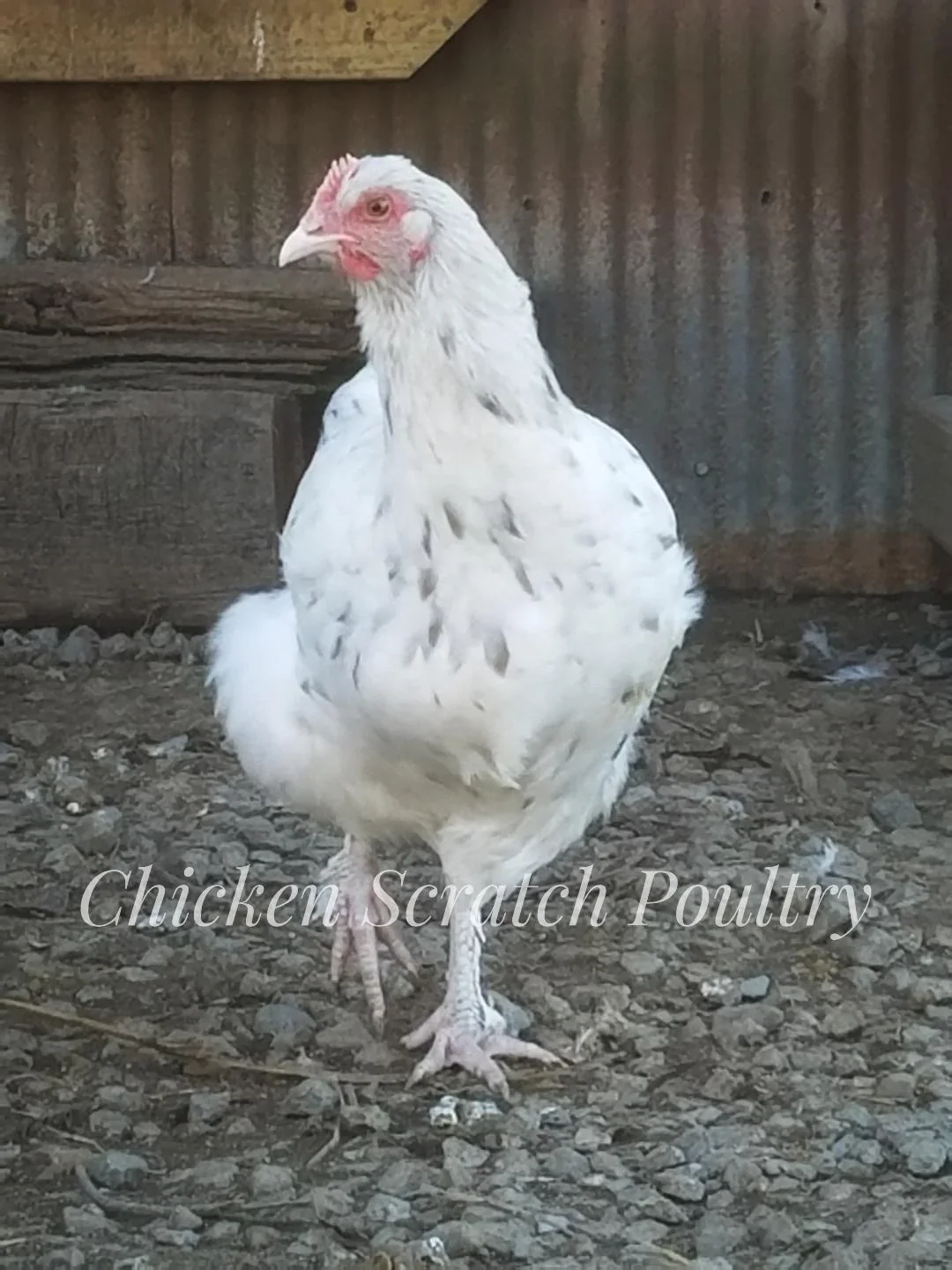 French Splash Marans Chicks - Image 4