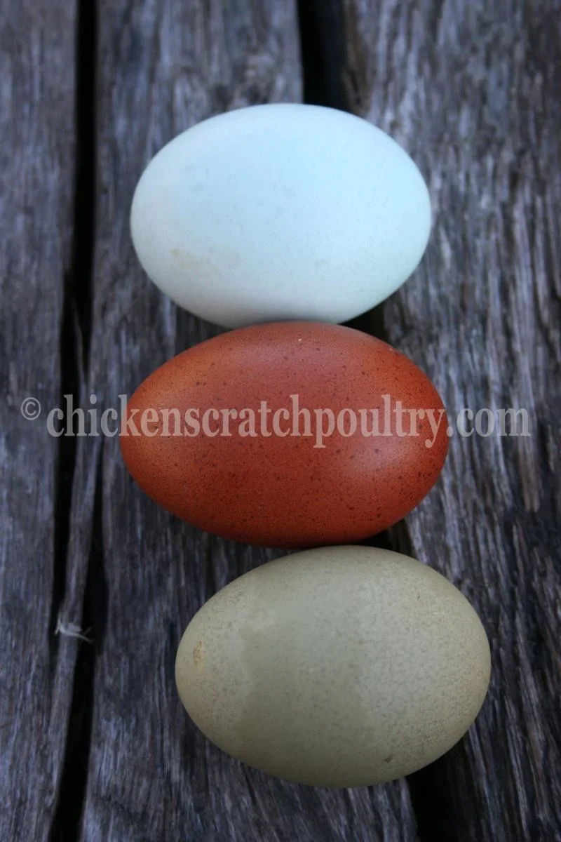 French Splash Marans Chicks - Image 5