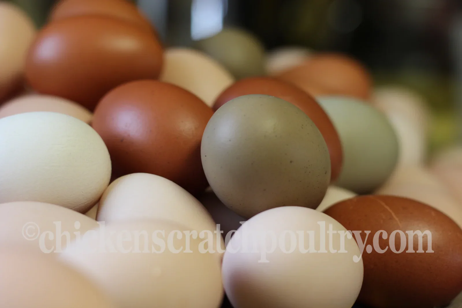 French Splash Marans Chicks - Image 6