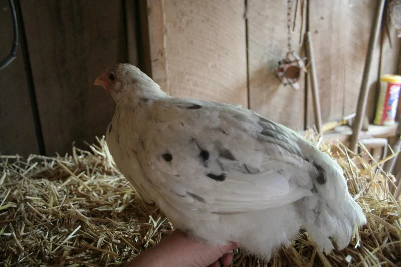 French Splash Marans Chicks - Image 7
