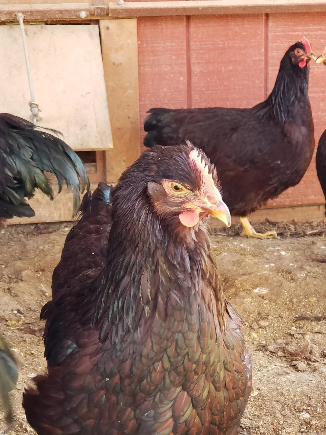 Heritage Rhode Island Red Chicks - Image 4